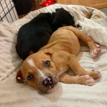Rayband -  Mixed Breed Dog for Adoption in Hopkinton, Massachusetts - Rayband | PetCurious