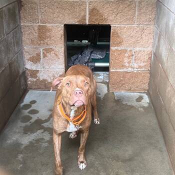 Rescue Pit Bull Terrier Dogs for Adoption in Hamilton, Georgia - Phenix | PetCurious