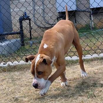 Mixed Breed Dogs Available for Adoption in Nashville, North Carolina - JAMESON  Available NOW - ADOPTION Or RESCUE! | PetCurious