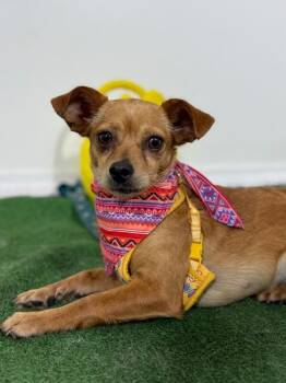 Kitty-One of our Amazing Rescue Dogs -  Chihuahua and Mixed Breed Dog for Adoption in Carlsbad, California - Kitty-One Of Our Amazing Rescue Dogs | PetCurious