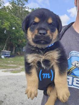 Rottweiler Dogs Available for Adoption in Lakeland, Florida - Magna | PetCurious