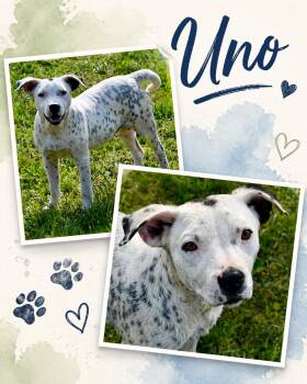 Uno -  Dalmatian and Terrier Dog for Adoption in Zimmerman, Minnesota - Uno | PetCurious