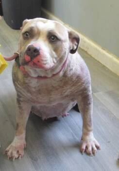 American Bulldog and Mixed Breed Dogs Available for Adoption in West Memphis, Arkansas - Cutie Patootie | PetCurious