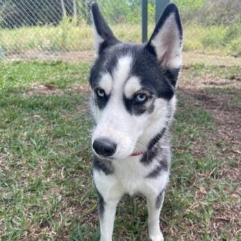 Husky Dogs Available for Adoption in Indiantown, Florida - RILEY (579) | PetCurious