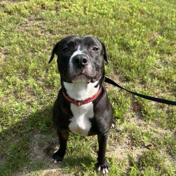 Iris *Avail 6/27 at Biddeford Petsmart* -  Mixed Breed Dog for Adoption in Kennebunk, Maine - Iris *Avail 6/27 At Biddeford Petsmart* | PetCurious