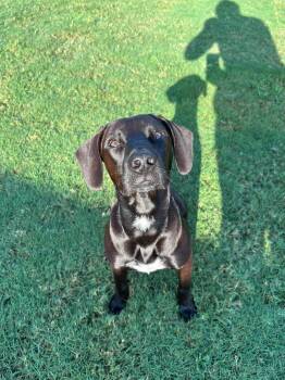 Nero -  Terrier Dog for Adoption in Greenville, South Carolina - Nero | PetCurious