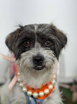 TiA-One of our Amazing Rescue Dogs -  Border Terrier and Schnauzer Dog for Adoption in Carlsbad, California - TiA-One Of Our Amazing Rescue Dogs | PetCurious