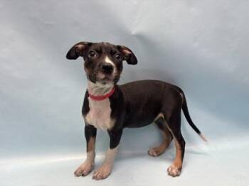 Buckwheat -  Pit Bull Terrier and Mixed Breed Dog for Adoption in Minneapolis, Minnesota - Buckwheat | PetCurious