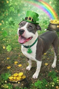 Mixed Breed Dogs Available for Adoption - Ranger | PetCurious