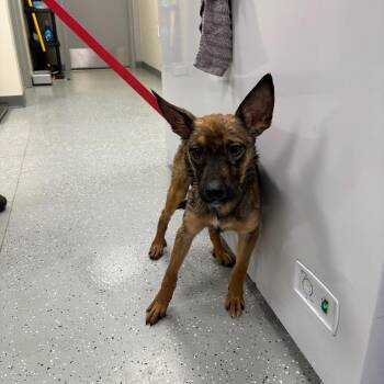 Thor -  Shepherd and Mixed Breed Dog for Adoption in Galax, Virginia - Thor | PetCurious