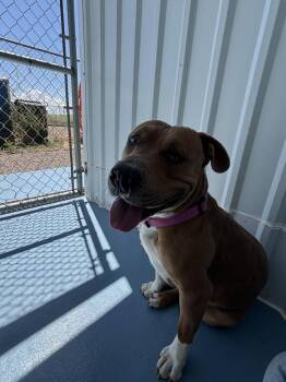 Crimson -  Pit Bull Terrier and Mixed Breed Dog for Adoption in Moriarty, New Mexico - Crimson | PetCurious