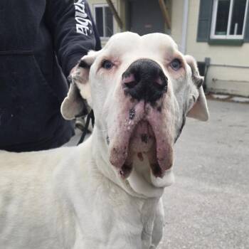 Thor 26-097 -  Great Dane Dog for Adoption in Tawas City, Michigan - Thor 26-097 | PetCurious