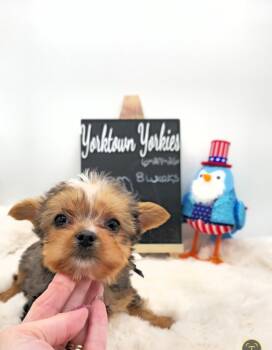 Logan  -  Yorkshire Terrier Dog for Sale in Belleville, Illinois - Logan  | PetCurious