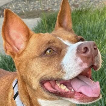 Nala -  American Staffordshire Terrier and Terrier Dog for Adoption in Citrus Heights, California - Nala | PetCurious