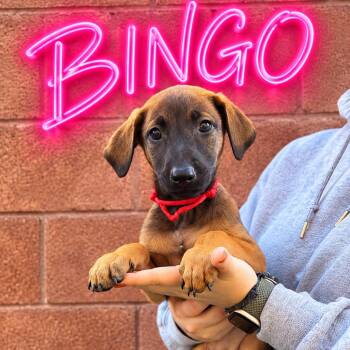 Bingo -  Doberman Pinscher Dog for Adoption in Las Vegas, Nevada - Bingo | PetCurious