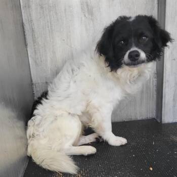 VINE -  Chihuahua and Mixed Breed Dog for Adoption in San Antonio, Texas - VINE | PetCurious