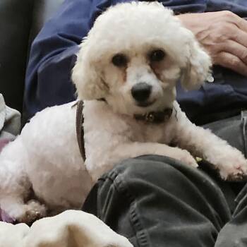 Rescue Miniature Poodle and Bichon Frise Dogs for Adoption in Union Grove, Wisconsin - Snowy | PetCurious