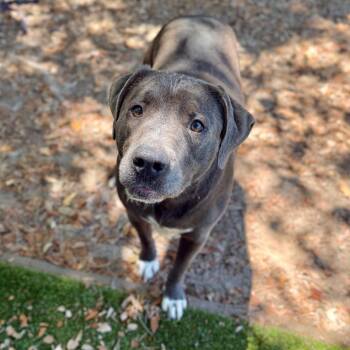 Elmo -  Mixed Breed Dog for Adoption in Milton, Florida - Elmo | PetCurious