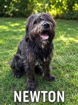 Newton -  Schnauzer Dog for Adoption in Lucas, Texas - Newton | PetCurious