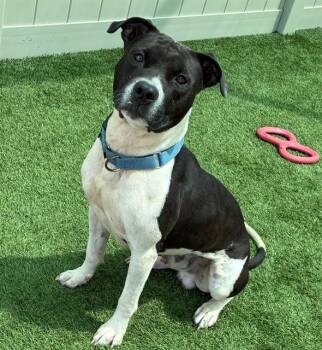 JACKSON -  Pit Bull Terrier and Mixed Breed Dog for Adoption in Sarasota, Florida - JACKSON | PetCurious