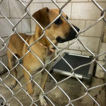 Cosima Stray Hold 9/7 -  Mixed Breed Dog for Adoption in Huntington, West Virginia - Cosima Stray Hold 9/7 | PetCurious