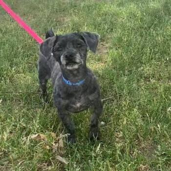 EMMY -  Cocker Spaniel and Poodle Dog for Adoption in Barnstable, Massachusetts - EMMY | PetCurious