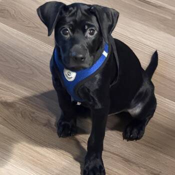 Tyson -  Black Labrador Retriever Dog for Adoption in Newark, New Jersey - Tyson | PetCurious