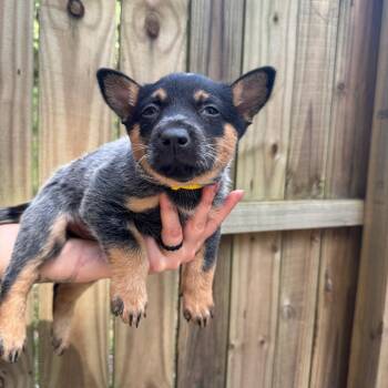 Australian Cattle Dog Blue Heeler Dogs Available for Adoption in Durham, North Carolina - Pesto | PetCurious