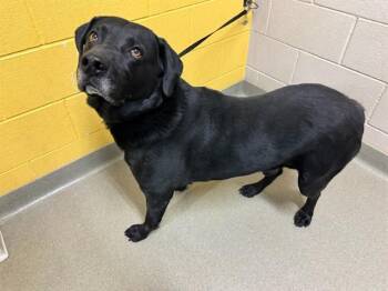 Labrador Retriever and Collie Dogs Available for Adoption in Colorado Springs, Colorado - SAMUEL T-BONE ESQUIRE | PetCurious