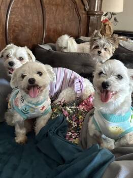 Peppa -  Maltese Dog for Adoption in Rancho Cucamonga, California - Peppa | PetCurious