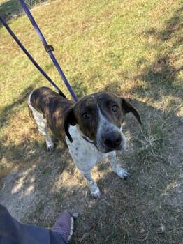April -  Mixed Breed Dog for Adoption in Gulfport, Mississippi - April | PetCurious