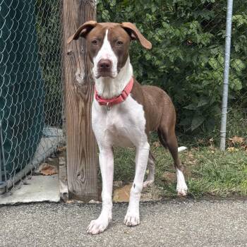 Rescue Great Dane Dogs for Adoption in Waynesburg, Pennsylvania - Angel | PetCurious