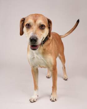 Ginny -  Shepherd Dog for Adoption in Peconic, New York - Ginny | PetCurious