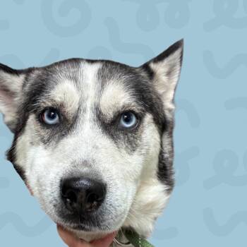 Ash -  Husky Dog for Adoption in Reno, Nevada - Ash | PetCurious