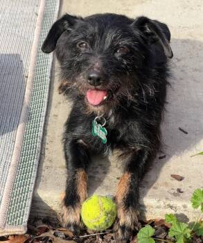 Patterdale Terrier Fell Terrier Dogs Available for Adoption - Slurpee | PetCurious