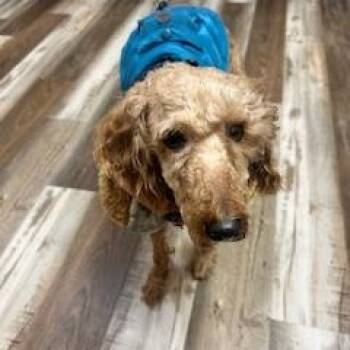 Rescue Miniature Poodle Dogs for Adoption in Tulsa, Oklahoma - Cupcake | PetCurious