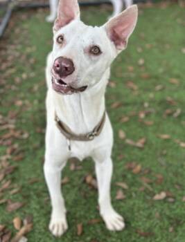 Husky and Terrier Dogs Available for Adoption - Shamus | PetCurious