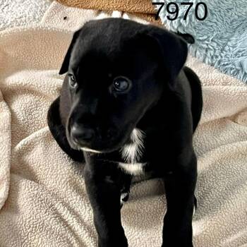 SIENNA 7505 -  Great Dane Dog for Adoption in Loxahatchee Groves, Florida - SIENNA 7505 | PetCurious