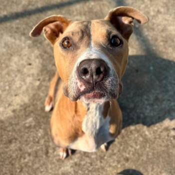 Ladybug -  Mixed Breed Dog for Adoption in Huntsville, Alabama - Ladybug | PetCurious