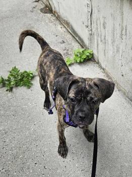 WHISKEY -  Boston Terrier and Pug Dog for Adoption in Holbrook, New York - WHISKEY | PetCurious