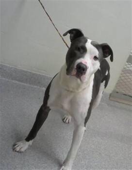 Pit Bull Terrier and Mixed Breed Dogs Available for Adoption in Pasadena, Texas - A185305 | PetCurious