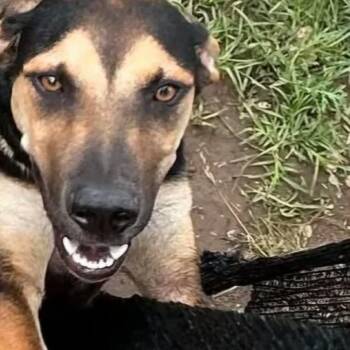 Magnum -  Hound Dog Available for Adoption in Madill, Oklahoma - Magnum | PetCurious