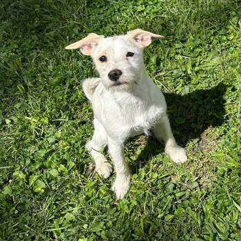 Candy -  Terrier and Mixed Breed Dog for Adoption in Springboro, Ohio - Candy | PetCurious