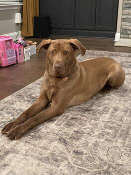 Baxter -  Labrador Retriever Dog for Adoption - Baxter | PetCurious