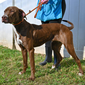 Rescue Mixed Breed Dogs for Adoption in Chamblee, Georgia - Leilani | PetCurious