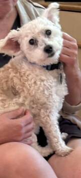 Max -  Yorkie Poo Dog for Adoption in East Haddam, Connecticut - Max | PetCurious