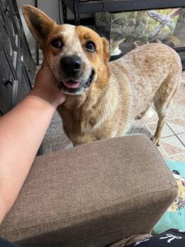 Cattle Dog Dogs Available for Adoption - Mandy & Randy -Bonded Pair -Foster Or Adopter | PetCurious