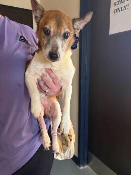 Jasper -  Jack Russell Terrier and Mixed Breed Dog for Adoption in Portland, Indiana - Jasper | PetCurious