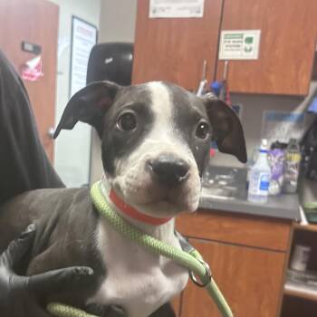 Panini -  Pit Bull Terrier Dog for Adoption in Yuma, Arizona - Panini | PetCurious