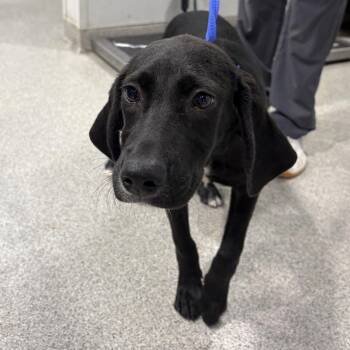 Vinny -  Labrador Retriever and Mixed Breed Dog for Adoption in Tampa, Florida - Vinny | PetCurious